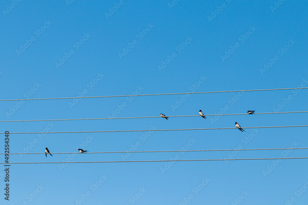 Birds sit on electric wires against the blue sky Birds sit on electric wires against the blue sky