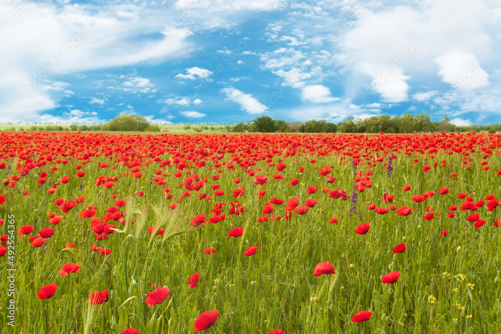 Field of bright red poppy flowers on a green field background wheat .Beautiful spring rural landscape.