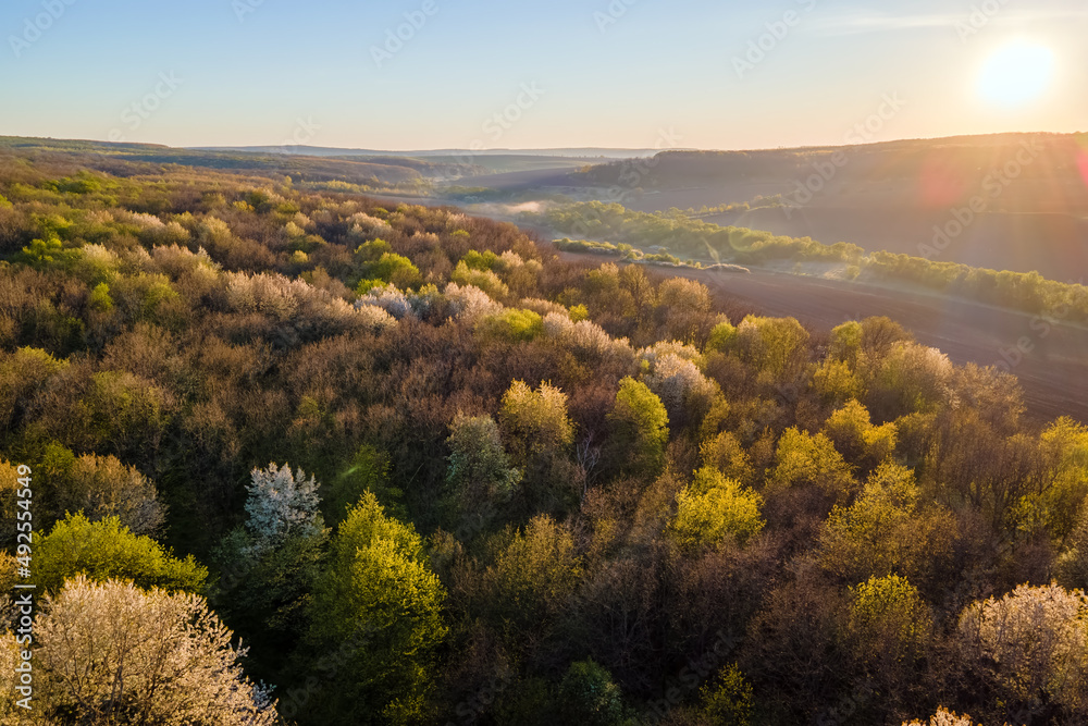 Aerial view of blooming garden with white blossoming trees in early spring at sunset