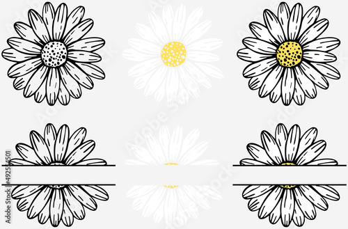 Vector hand drawn collection of daisy flower