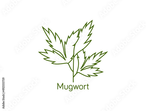 mugwort line art icon vector illustration  photo