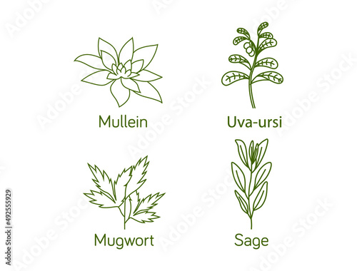 Smokable Plants and herbs icon set line art uva ursi, mullein, mugwort, sage vector illustration