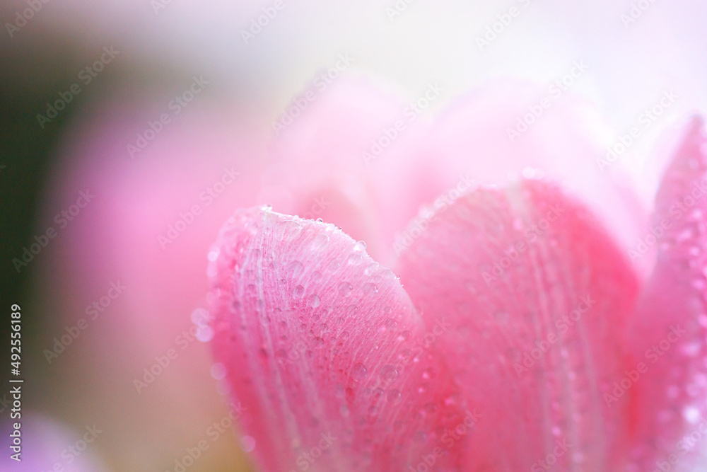 Fresh spring tulip flowers with water drops