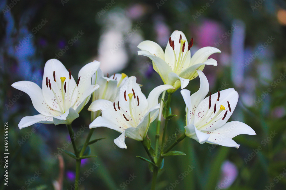 Fototapeta premium White garden Asiatic lilies petals growing in a home garden. Spring or summer flowers in full bloom on green background. Bulb plants. Gardening, floriculture, horticulture plants flowers care concept.