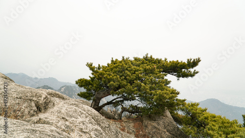 Korean pine tree transformation, coolness, vitality,