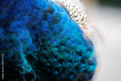 Fototapeta Naklejka Na Ścianę i Meble -  Close up of a peacock bird at a zoo in melbourne Australia.