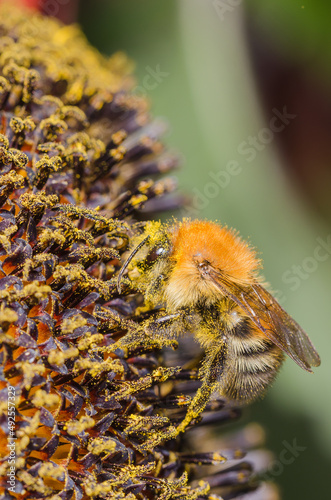 Bumblebee pollinates a colourful flower.