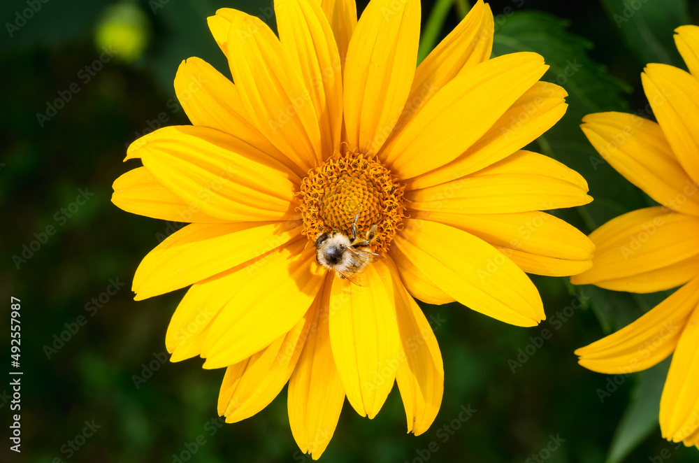Bee pollinates a yellow flower. Bee pollinates a yellow flower.