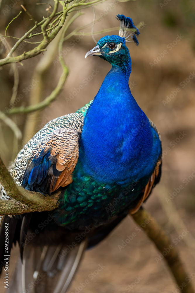 Close up of a peacock bird at a zoo in melbourne Australia. Close up of a peacock bird at a zoo in melbourne Australia.