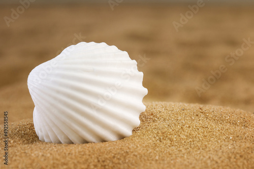 White seashell on the sand. Side view