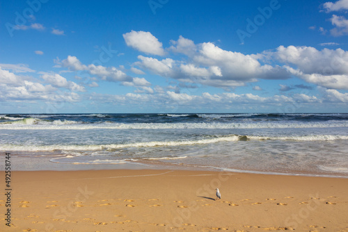 Seagull on the sand and beach waves