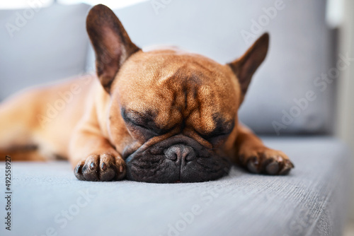 Ill start the day by taking a nap. Shot of an adorable dog sleeping on a couch at home. © Chanelle M/peopleimages.com