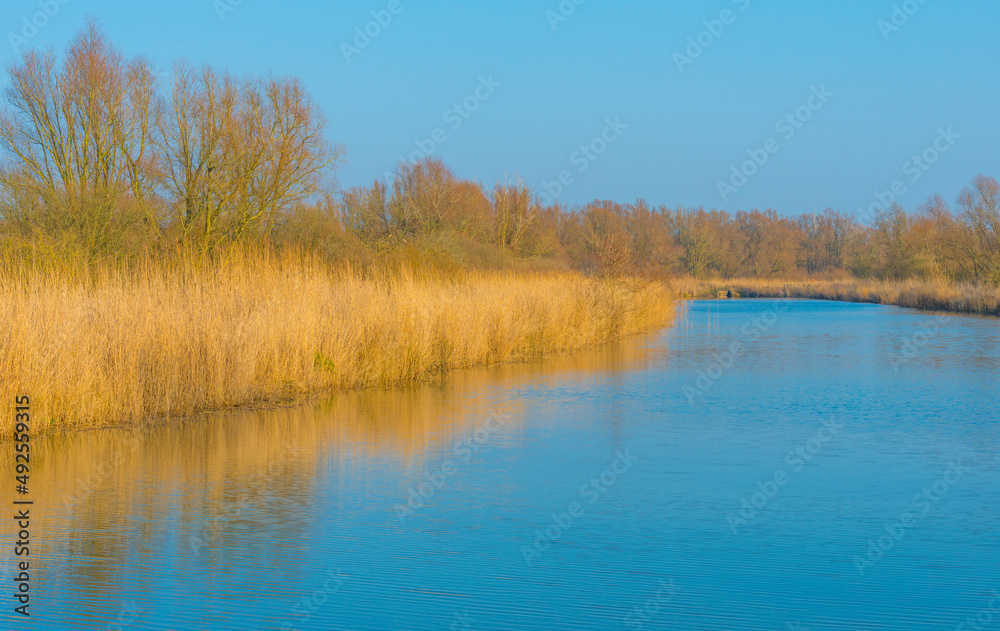 Reed and trees along the edge of a river in bright sunlight in winter, Almere, Flevoland, The Netherlands, March 13, 2022 Reed and trees along the edge of a river in bright sunlight in winter, Almere, Flevoland, The Netherlands, March 13, 2022
