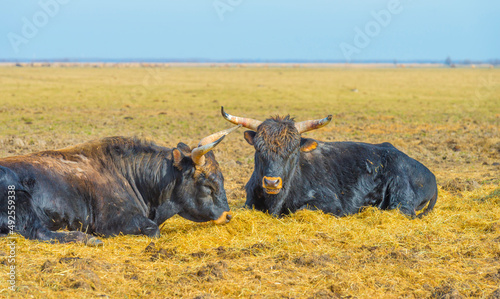 Herd of heck cattle in a green field in wetland along the edge of a lake under a blue sky in bright sunlight in winter, Almere, Flevoland, The Netherlands, March 13, 2022