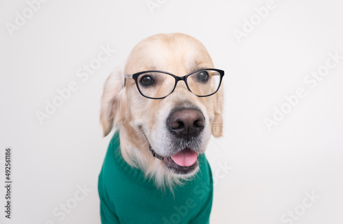 A dog wearing glasses and a green turtleneck sits against a white background. The golden retriever is dressed as a programmer or teacher. © deine_liebe