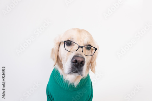 A dog wearing glasses and a green turtleneck sits against a white background. The golden retriever is dressed as a programmer or teacher.