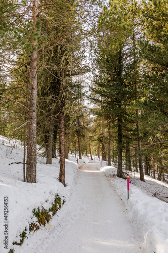 St. Moritz, Stazerwald, Stazersee, Waldweg, Winter, Wintersport, Winterwanderung, Oberengadin, Graubünden, Schweiz	