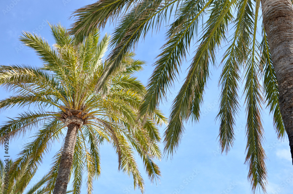 Obraz premium Palm trees, blue sky background