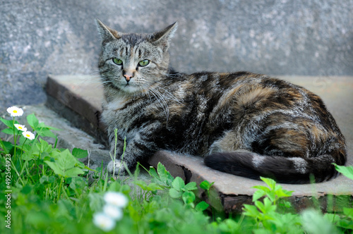 important tabby cat lies on a concrete slab, in the grass against the wall. Selective focus on the eyes