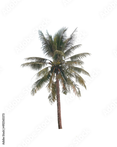 coconut tree on isolated on white background