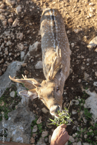 Fototapeta Naklejka Na Ścianę i Meble -  A male spotted deer with horns in the jungles of the Gir National Park in Gujarat, India. High quality photo