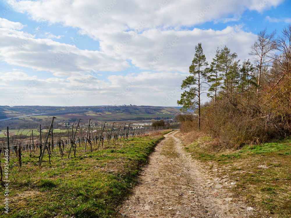 Obraz premium Weinlage Sonnenstuhl bei dem Winzerort Randersacker am Main bei Würzburg, Landkreis Würzburg, Unterfanken, Bayern, Deutschland