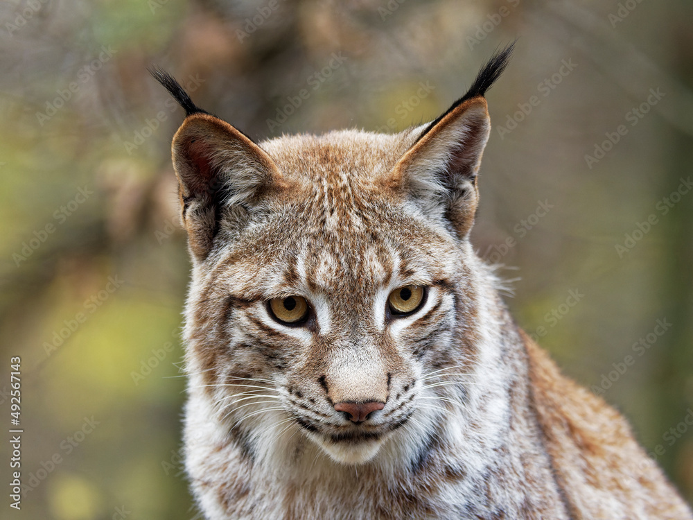 Eurasische Luchs, Lynx lynx, Nordluchs, Luchs Eurasische Luchs, Lynx lynx, Nordluchs, Luchs