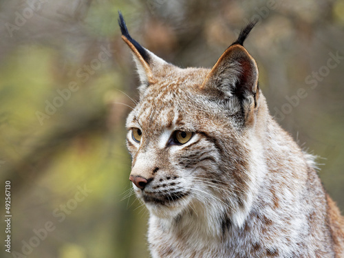 Eurasische Luchs, Lynx lynx, Nordluchs, Luchs © dina