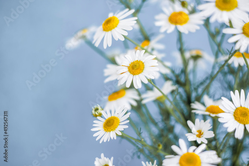Beautiful field daisies. A bouquet of flowers. Wallpapers for presentations and graphic design. Selective focus