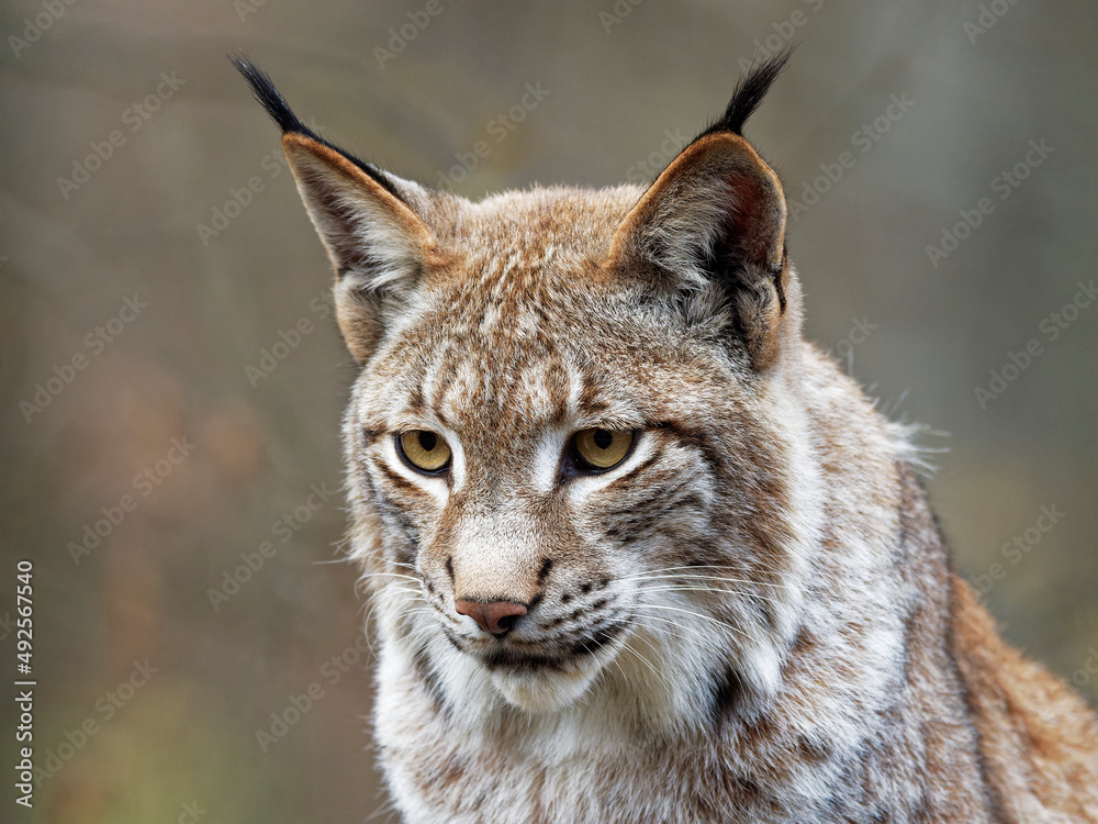 Obraz premium Eurasische Luchs, Lynx lynx, Nordluchs, Luchs