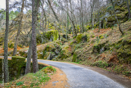 Woods in the mountains. Woods in the region of Manteigas, Serra da Estrela - Portugal photo