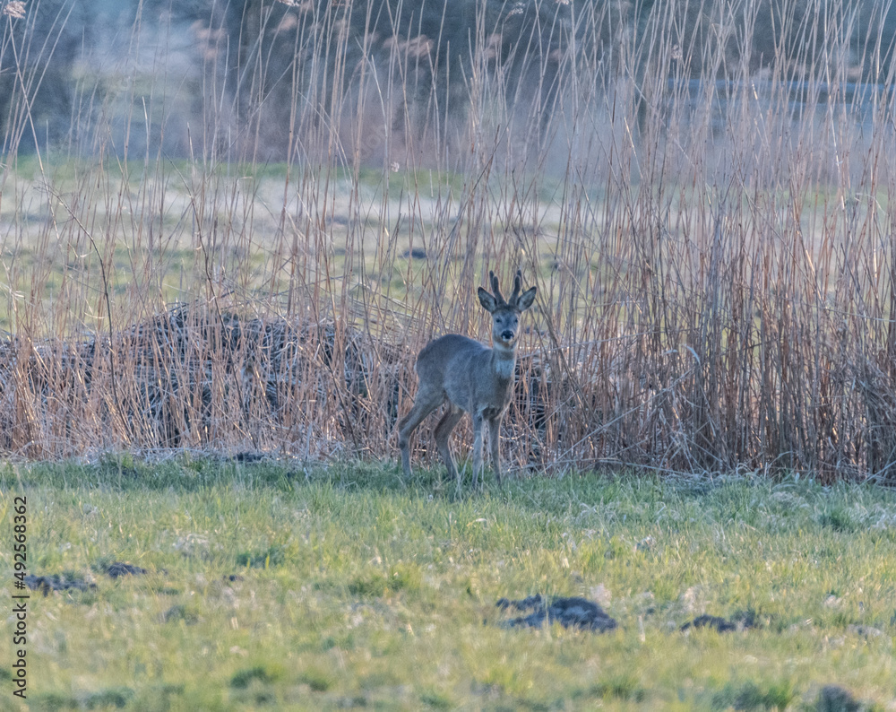 neugieriger Blick neugieriger Blick