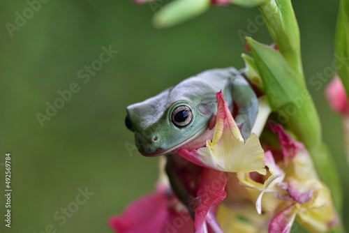 Close up of Dumpy tree frog, Ranoidea caerulea on a flower with blur background