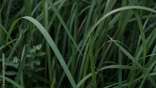 Tall green wild grass, suitable for nature theme. page website. Green grass soft focus macro photo. Shallow DOF.