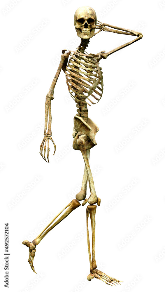 3D Rendering Human Skeleton on White 3D Rendering Human Skeleton on White