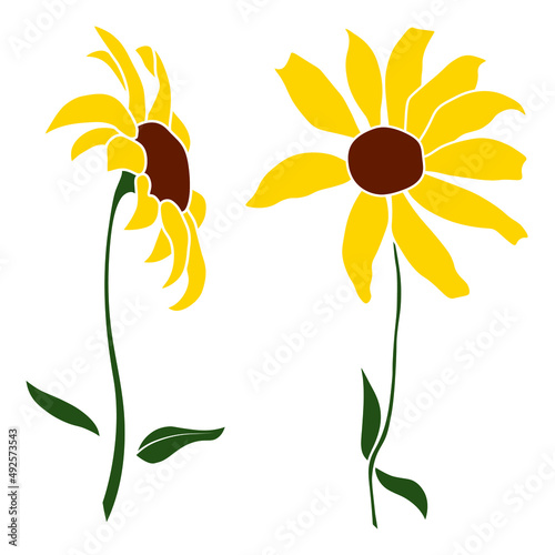 Set of two open heliopsis blossom vector color illustration isolated on white background. Vector sketch style top view hand drawing of wild, heliopsis, false sunflower.