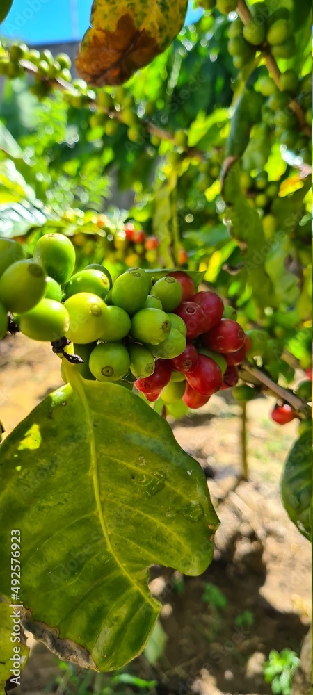 Coffee on a tree