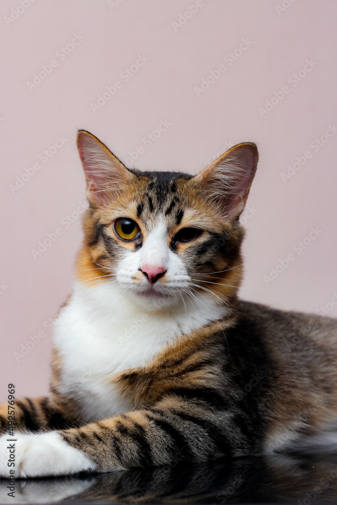 The cat sits comfortably on a casual day. The cat sits comfortably on a casual day.