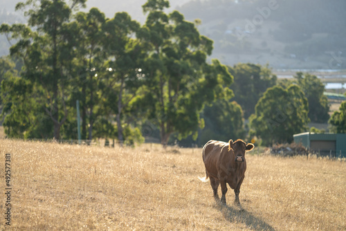 Fototapeta Naklejka Na Ścianę i Meble -  Close up of Stud speckle park Beef bulls, cows and calves grazing on grass in a field, in Australia. breeds of cattle include speckle park, murray grey, angus, brangus and wagyu on long pastures