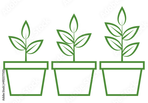 Proceso de crecimiento de una planta en una maceta.