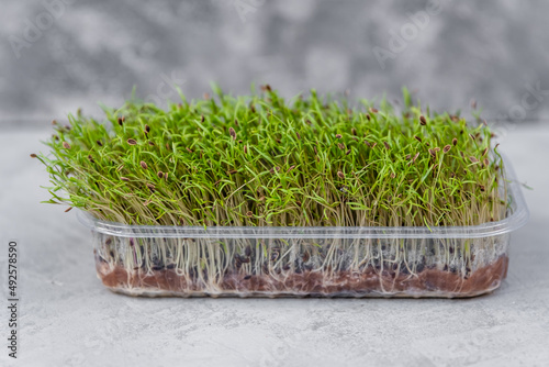 Microgreens in container. Sprouting microgreens. Seed germination at home. Vegan and healthy eating concept. Seed packaging. Sprouting seeds of a plant. Growing sprouts. Organic raw green food.