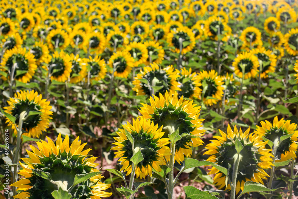 A field with yellow sunflowers. A field with sunflowers looking in the opposite direction. The topic of agriculture of sunflowers. A field with yellow sunflowers. A field with sunflowers looking in the opposite direction. The topic of agriculture of sunflowers.