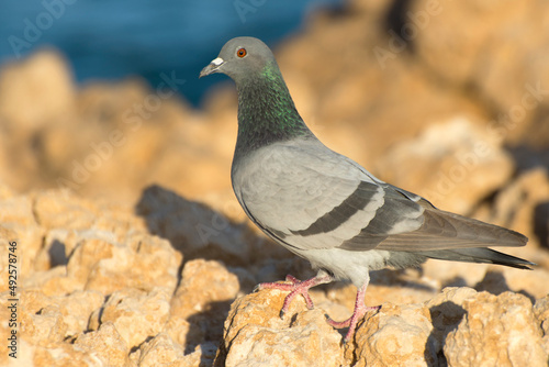 Wild dove (Columba livia) sitting on a rock. Soft blurred background. photo