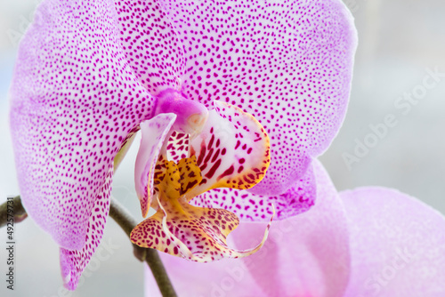 Pink motley flower of Phalaenopsis orchid on blurred background. Orchid blooms in the room