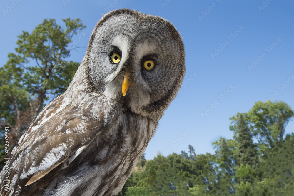 Lapland Owl (Strix nebulosa)