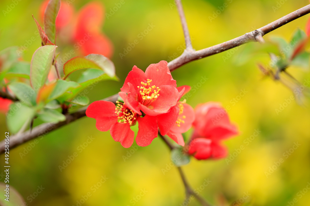 Obraz premium Flowers of Chaenomeles speciosa