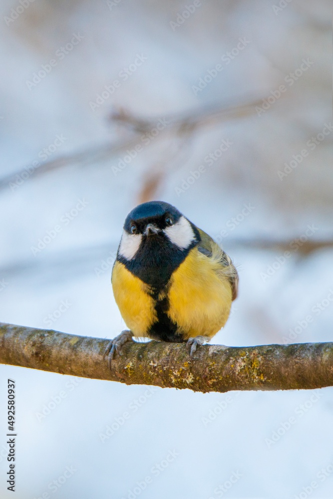 bird on a branch