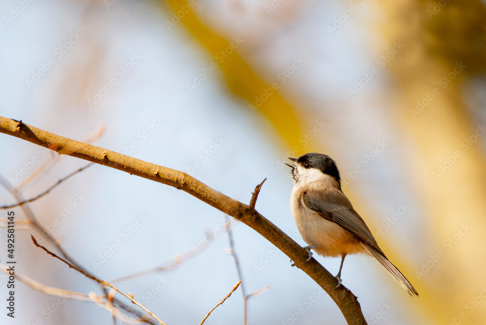 Obraz premium a bird on a branch