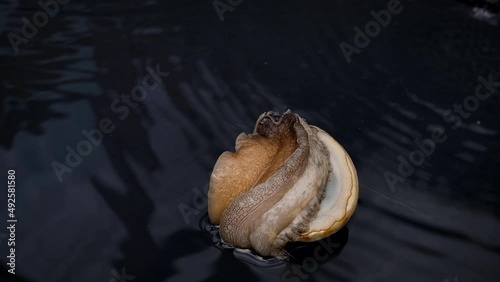Single abalone lying on its back flips over using strong foot photo