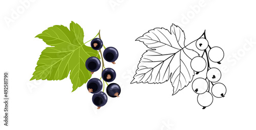 Black currant color cartoon illustration and outline. Vector fresh berry and leaf. Flat icon.